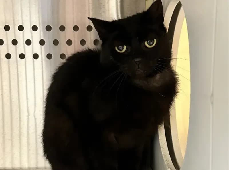 Vader, male 4yo Mixed Breed Cat for adoption at USPCA