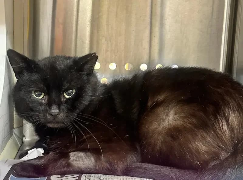 Valak, male 4yo Mixed Breed Cat for adoption at USPCA