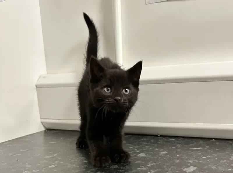 Wee Bean, female puppy Mixed Breed Cat for adoption at USPCA