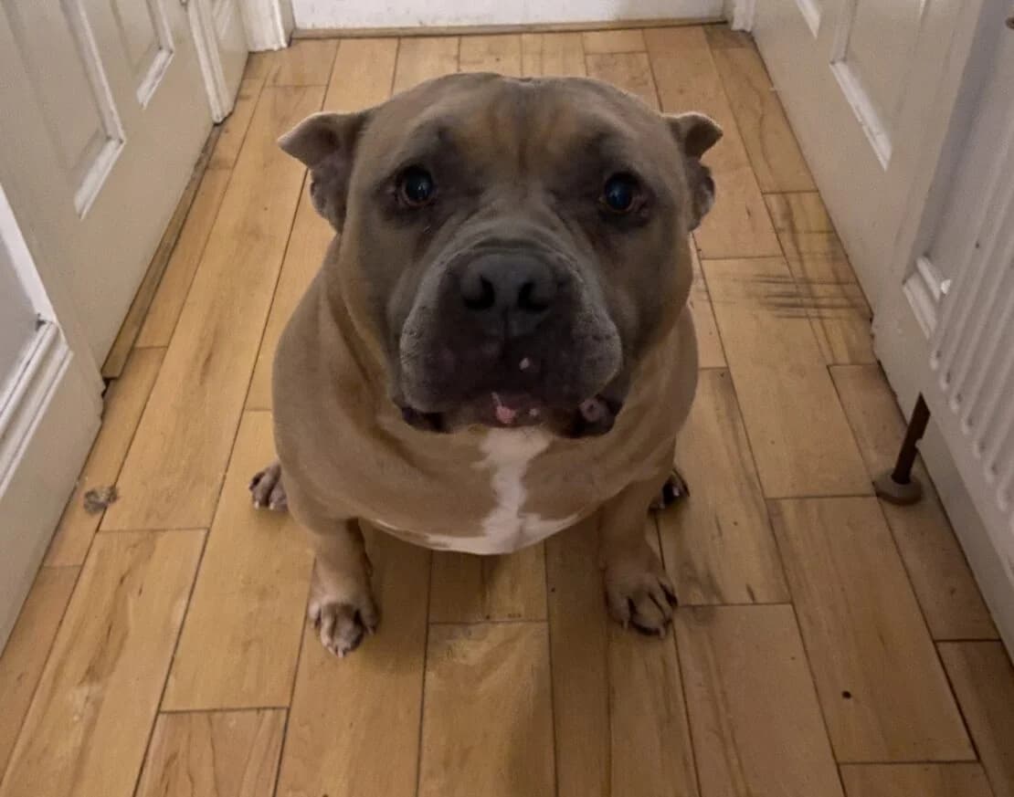 Alfie, male Mixed Breed for adoption at West Cork Animals