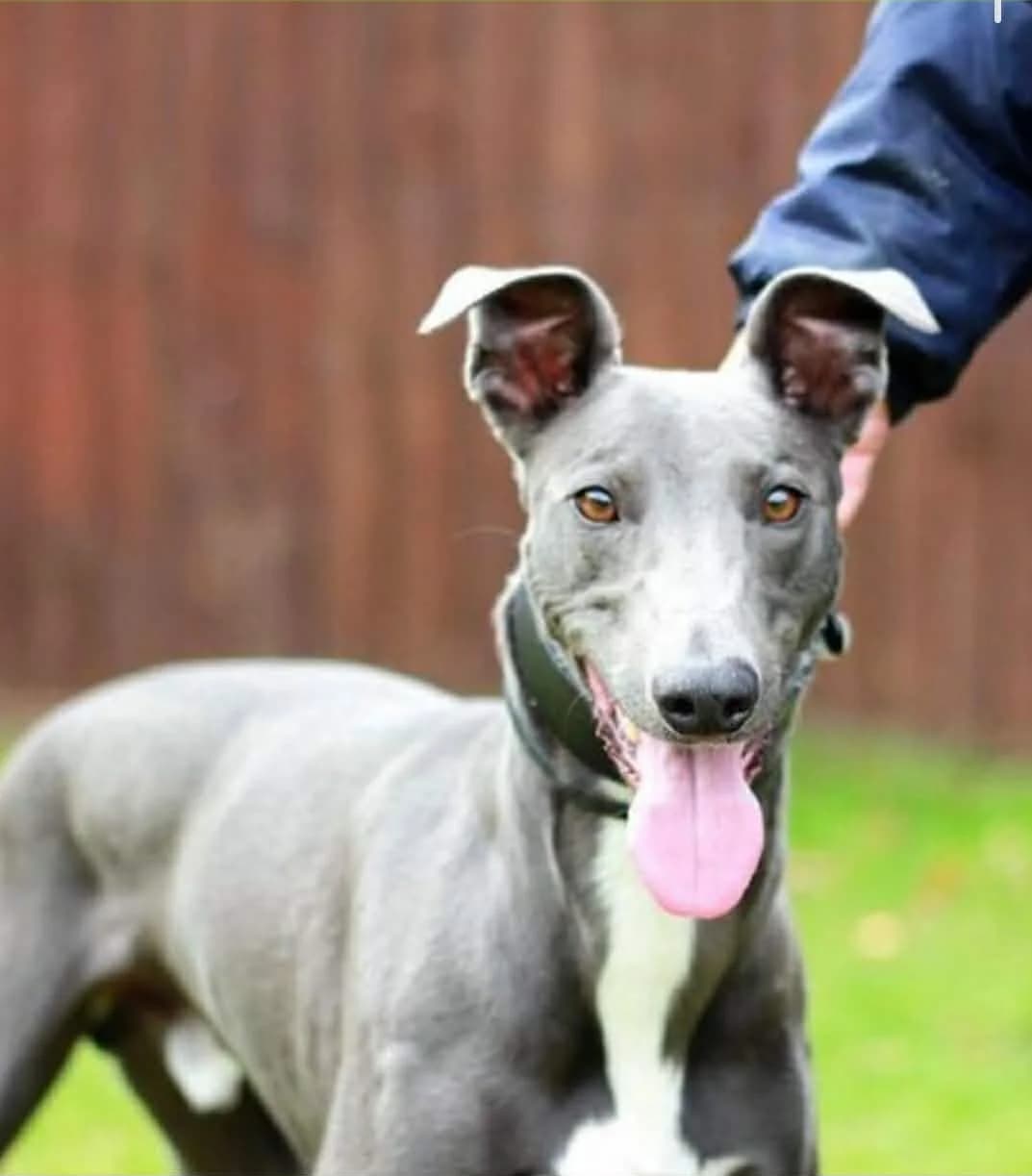 Barnaby, male 5yo Mixed Breed for adoption at West Cork Animals, Cork