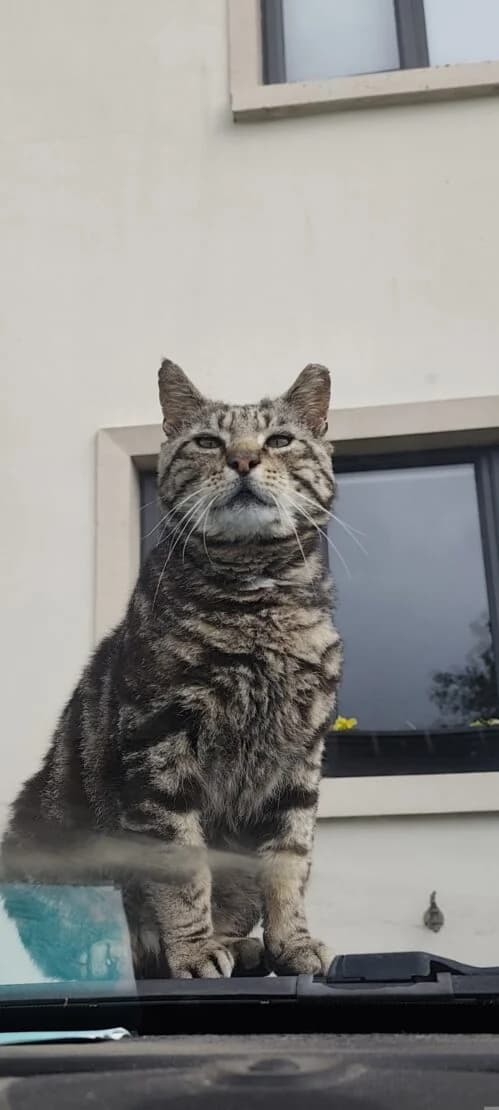 BB, Mixed Breed (West Cork Animals)