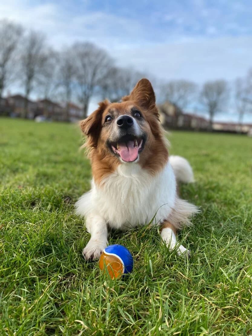Buddy, male Mixed Breed for adoption at West Cork Animals
