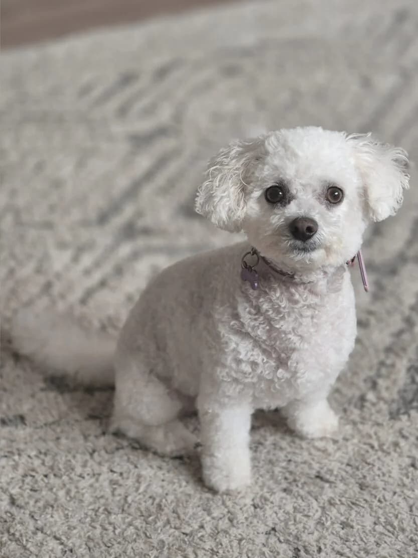 Cali, female Mixed Breed for adoption at West Cork Animals, Cork