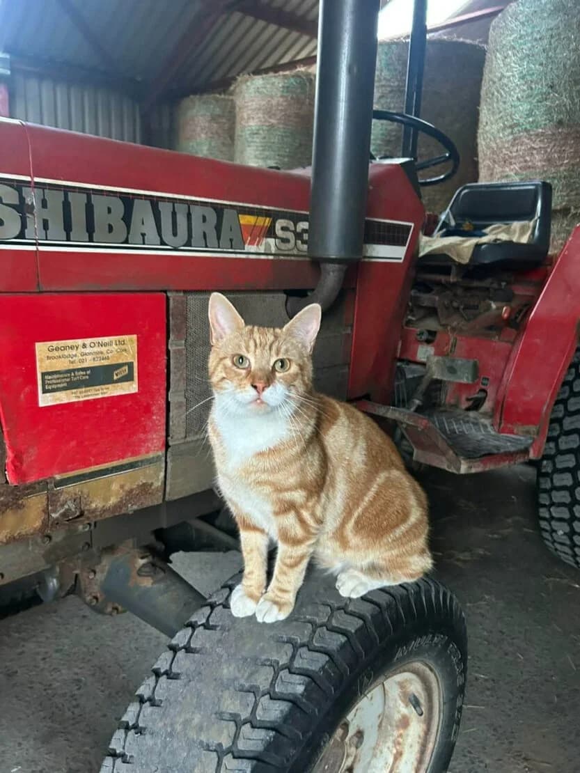 Charlie, male 3yo Mixed Breed for adoption at West Cork Animals, Cork