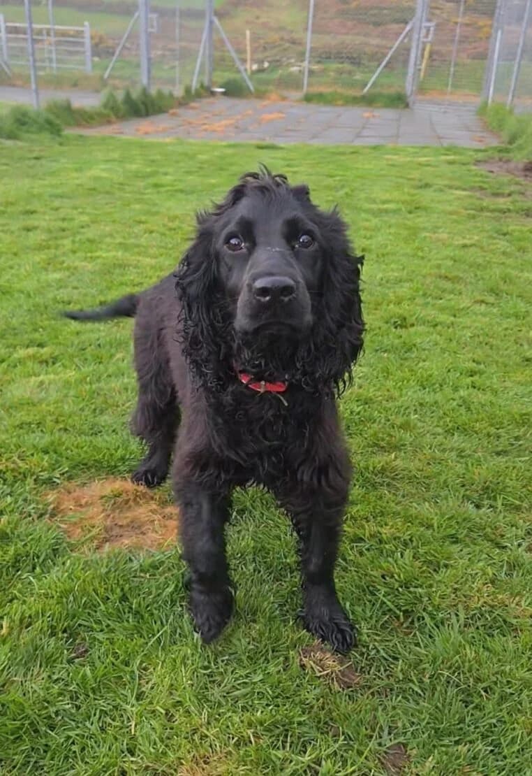 Cindy, female puppy Mixed Breed for adoption at West Cork Animals, Cork