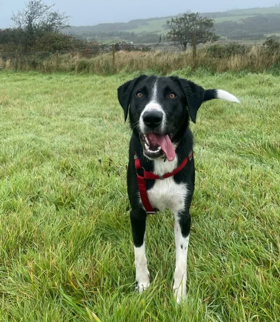 Danny, male puppy mixed breed for adoption at West Cork Animals, Cork