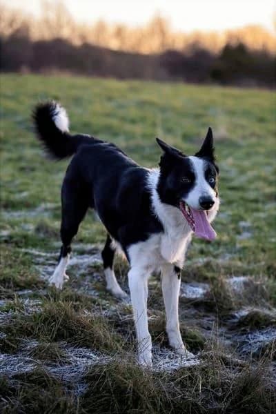 Dash, male Mixed Breed for adoption at West Cork Animals