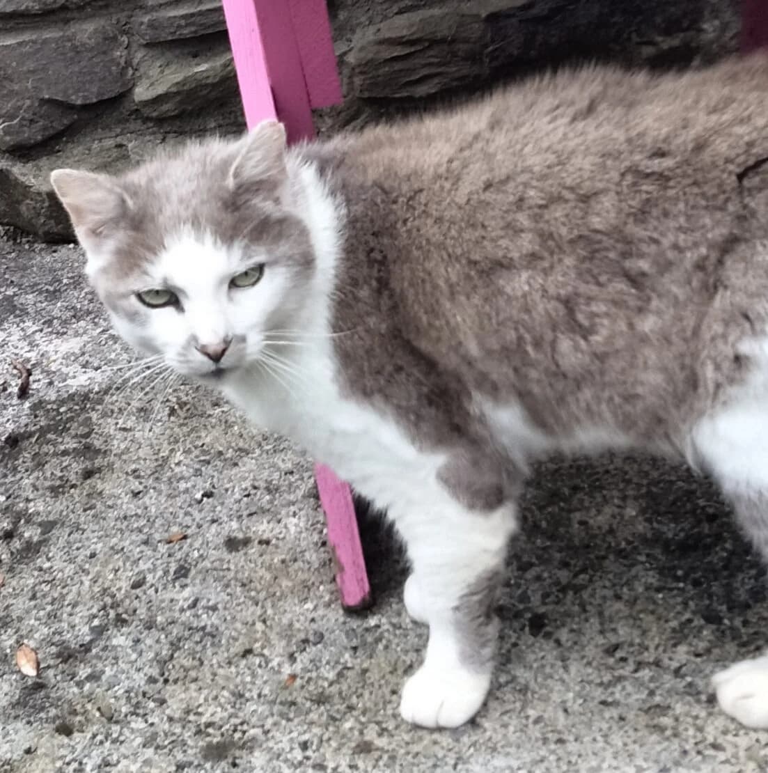 Dusty, male Mixed Breed for adoption at West Cork Animals, Cork