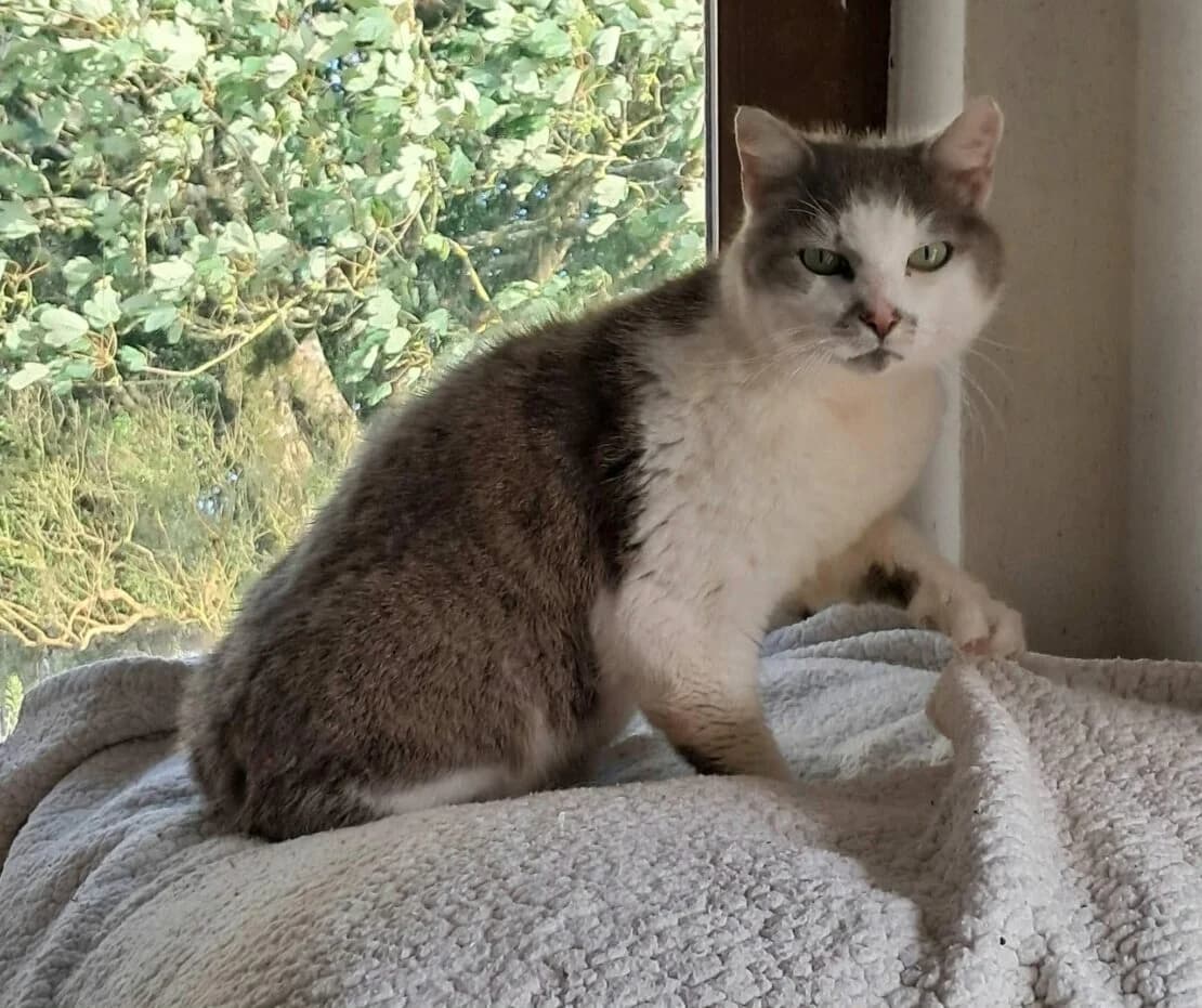 Dusty, male Mixed Breed for adoption at West Cork Animals, Cork