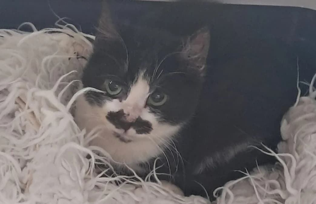 Felix, male Mixed Breed for adoption at West Cork Animals