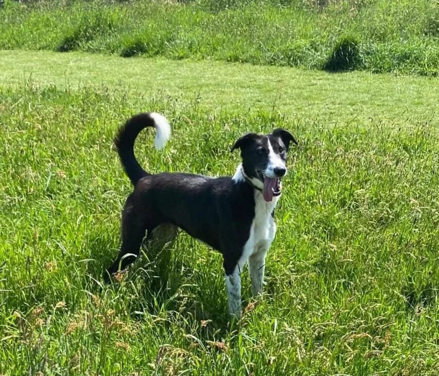 Glow, female Mixed Breed for adoption at West Cork Animals, Cork