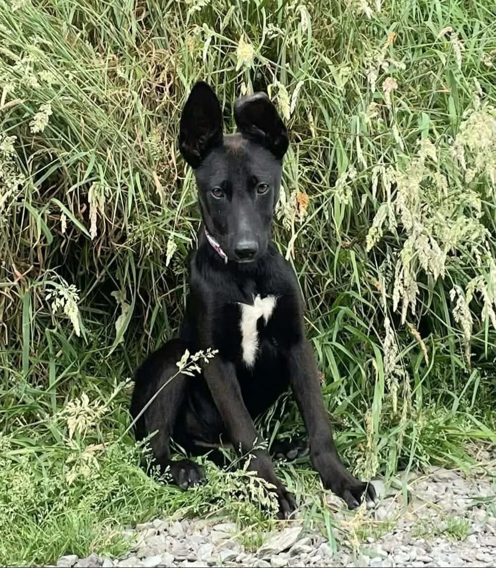 Jamie, male Mixed Breed for adoption at West Cork Animals, Cork