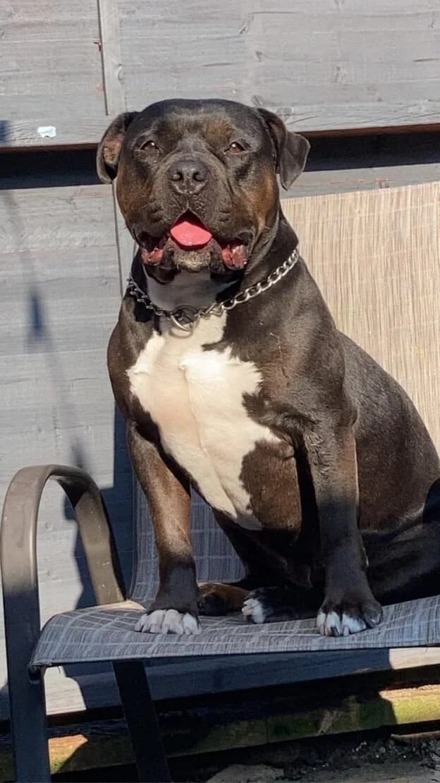 Kali, female Mixed Breed for adoption at West Cork Animals