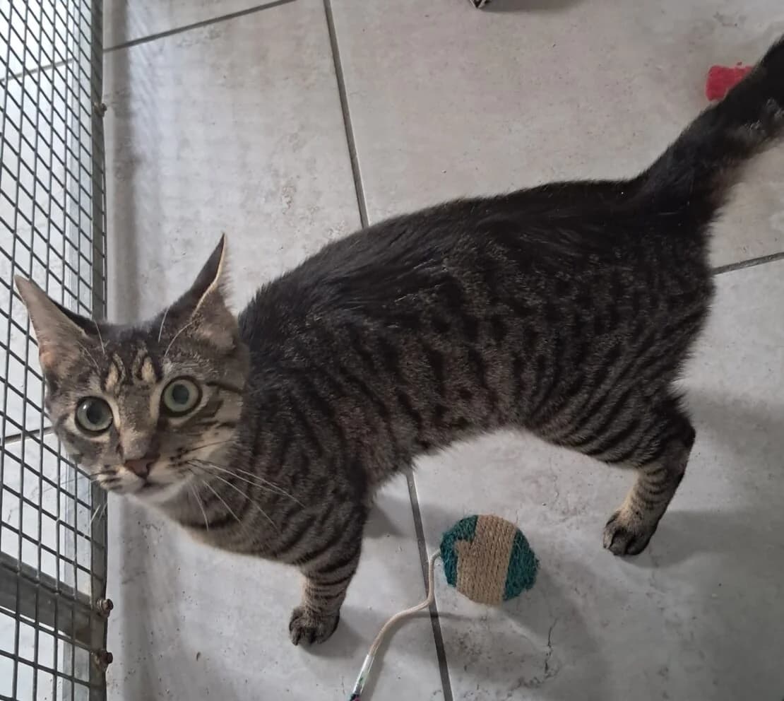 Kitty, female young Mixed Breed for adoption at West Cork Animals, Cork