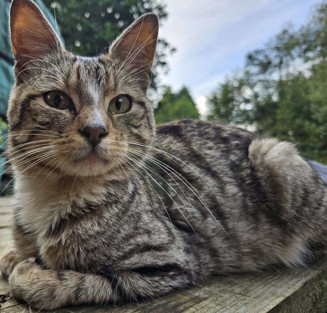 Leo T, male Mixed Breed for adoption at West Cork Animals