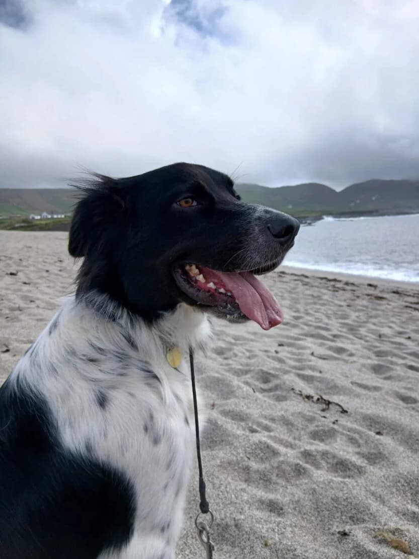 Loki, male 4yo Mixed Breed for adoption at West Cork Animals, Cork