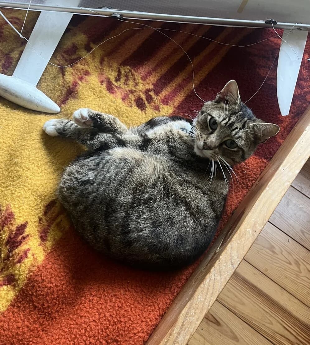 Luna, female 3yo Mixed Breed for adoption at West Cork Animals, Cork