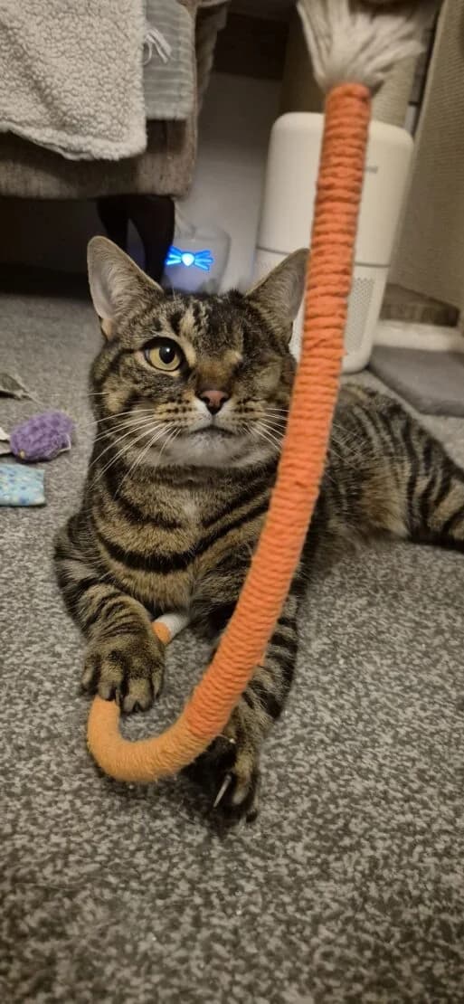 Maggie, female Mixed Breed for adoption at West Cork Animals