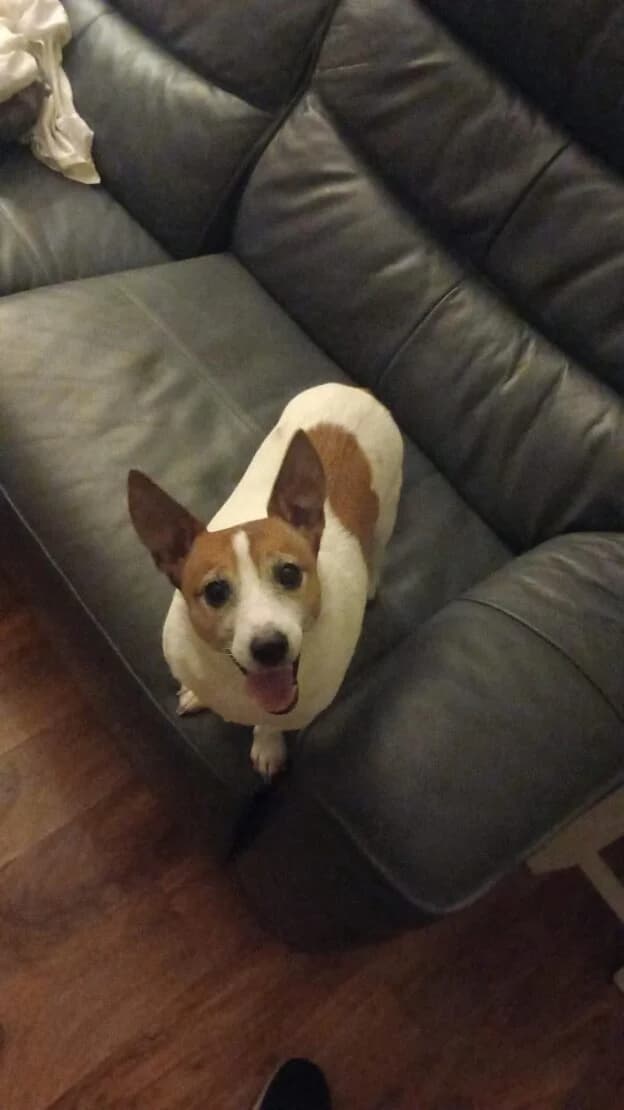 Max, male Mixed Breed for adoption at West Cork Animals