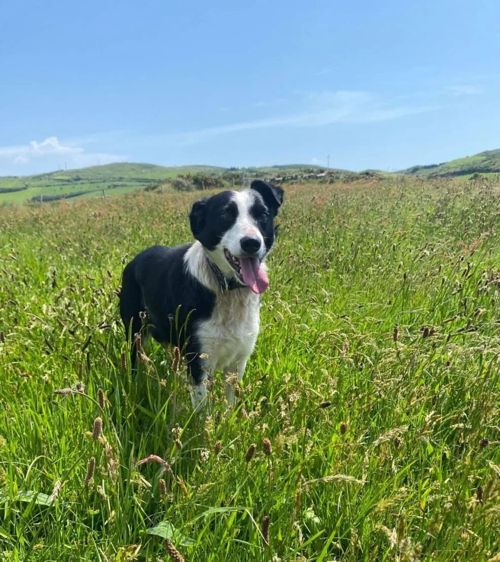 Maya, female Mixed Breed for adoption at West Cork Animals, Cork