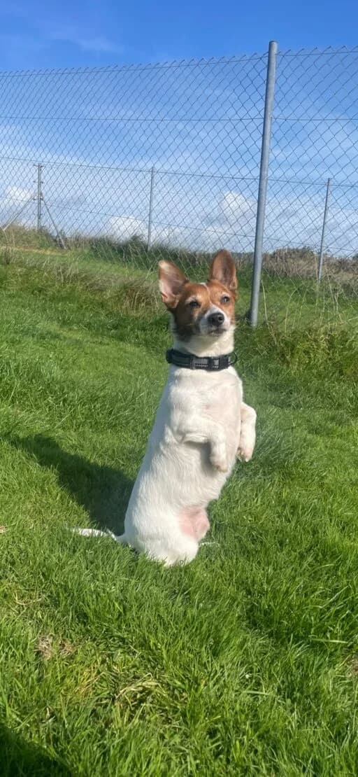 Minnie, female Mixed Breed for adoption at West Cork Animals, Cork