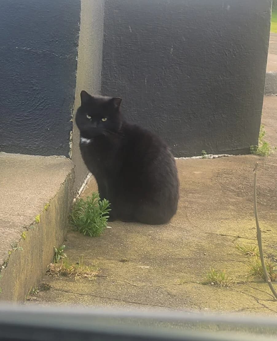 Misty, male young Mixed Breed for adoption at West Cork Animals, Cork