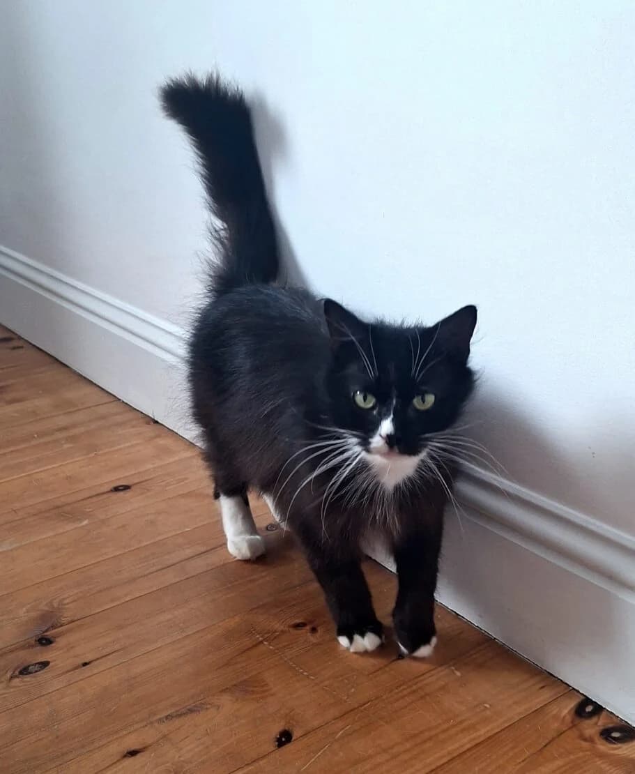 Mousy, female Mixed Breed for adoption at West Cork Animals, Cork