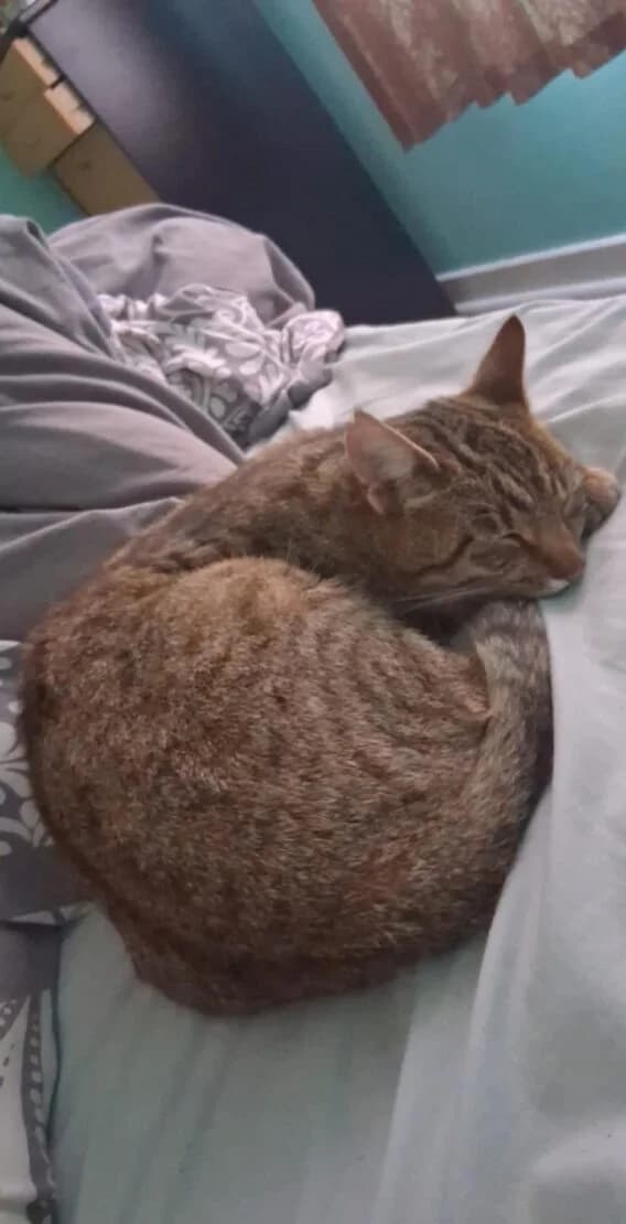 Oreo, male Mixed Breed for adoption at West Cork Animals