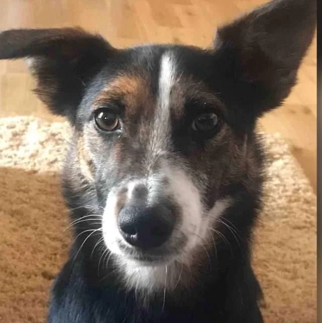 Paddy, male Jack Russell Terrier for adoption at West Cork Animals