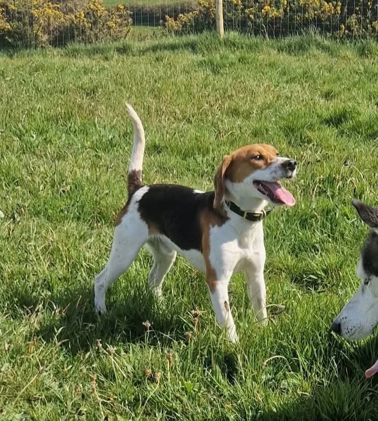 Pogo, male young Mixed Breed for adoption at West Cork Animals, Cork