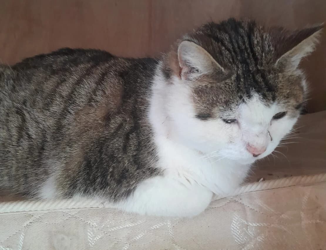 Sally, female Mixed Breed for adoption at West Cork Animals, Cork