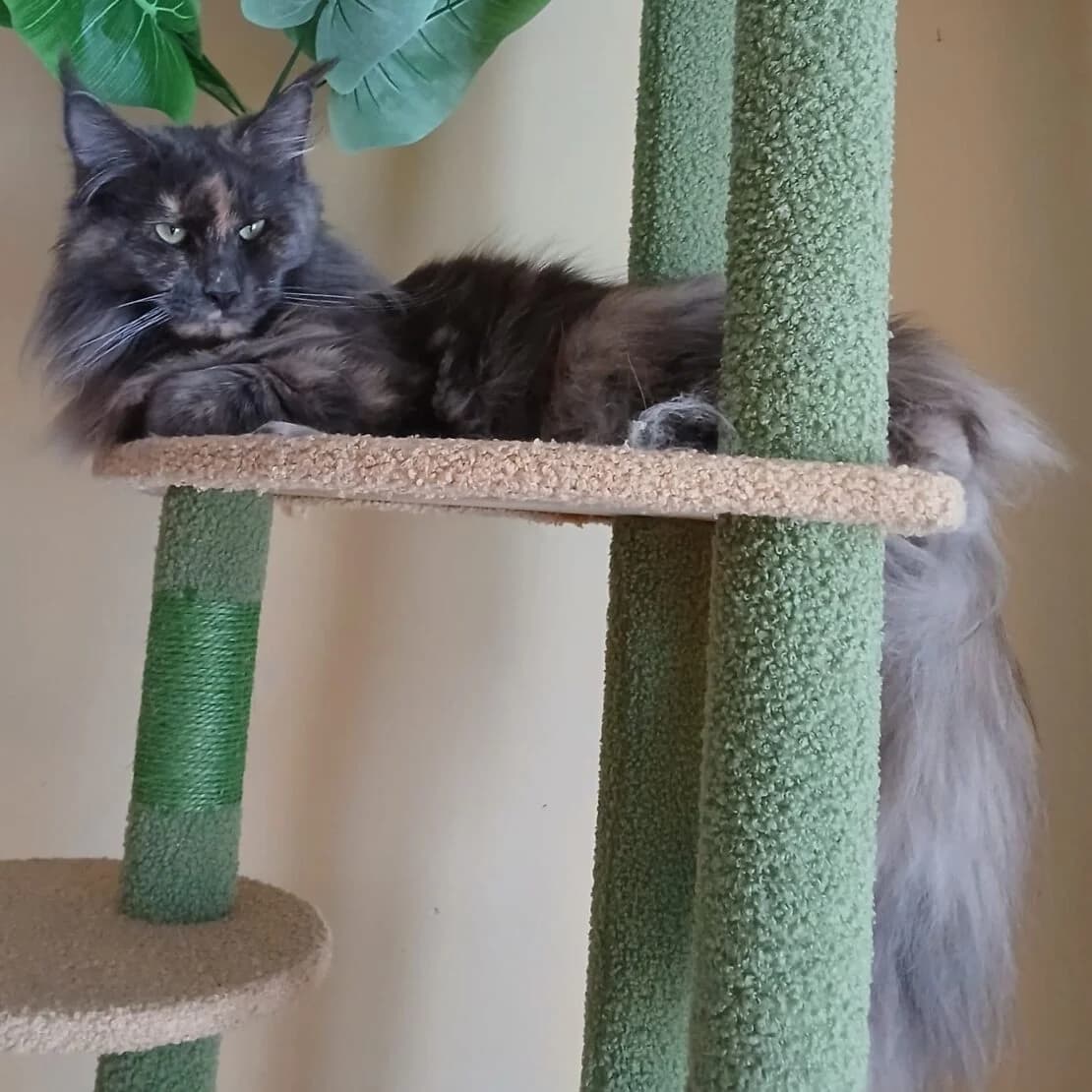 Sami – APPLICATIONS CLOSED, female Mixed Breed for adoption at West Cork Animals