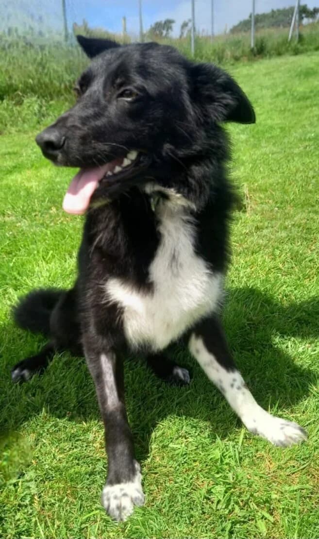 Suzie, female puppy Mixed Breed for adoption at West Cork Animals, Cork