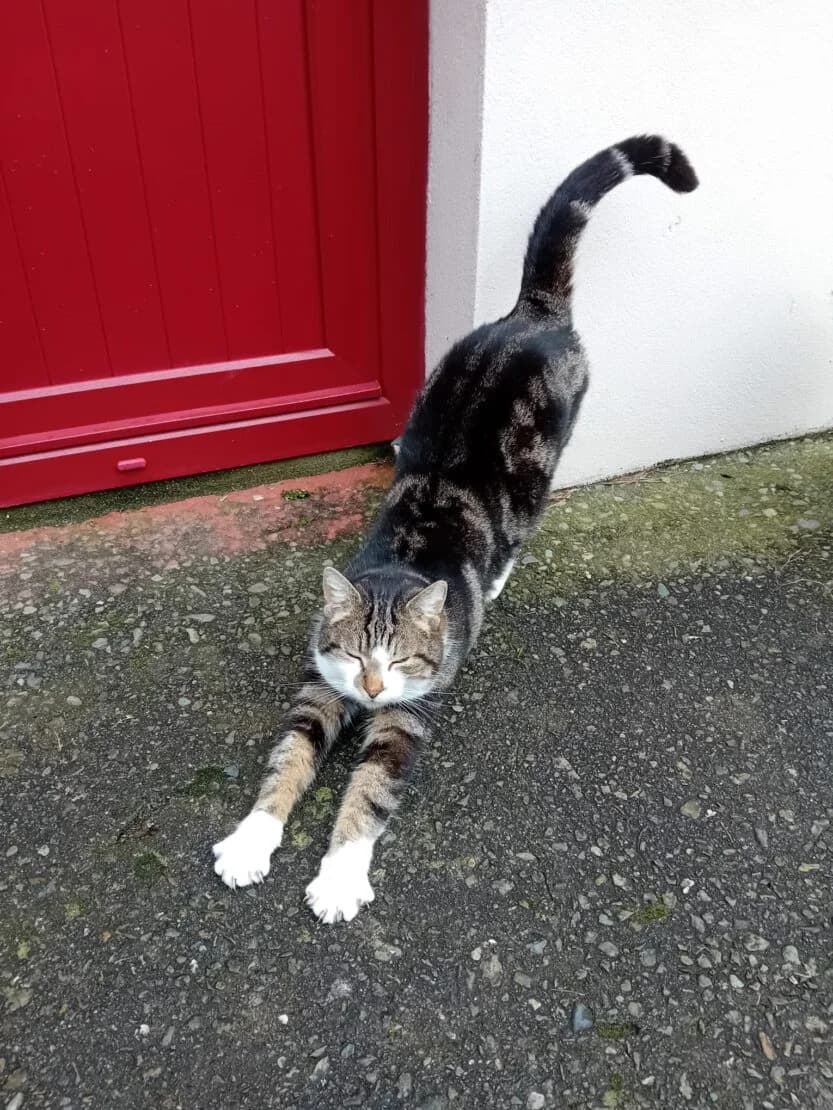 Terry, male Mixed Breed for adoption at West Cork Animals