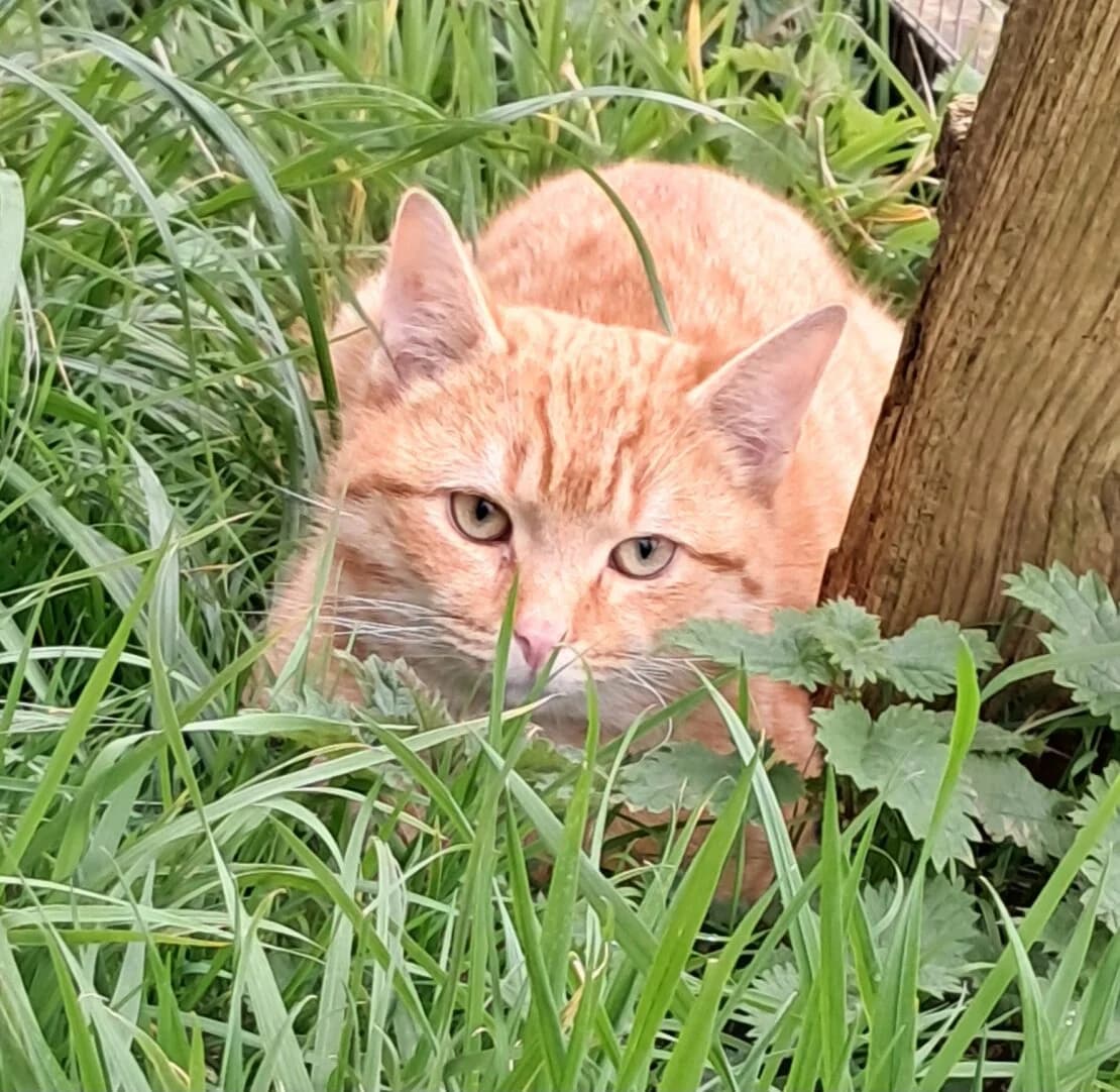 Tiggs, male Mixed Breed for adoption at West Cork Animals
