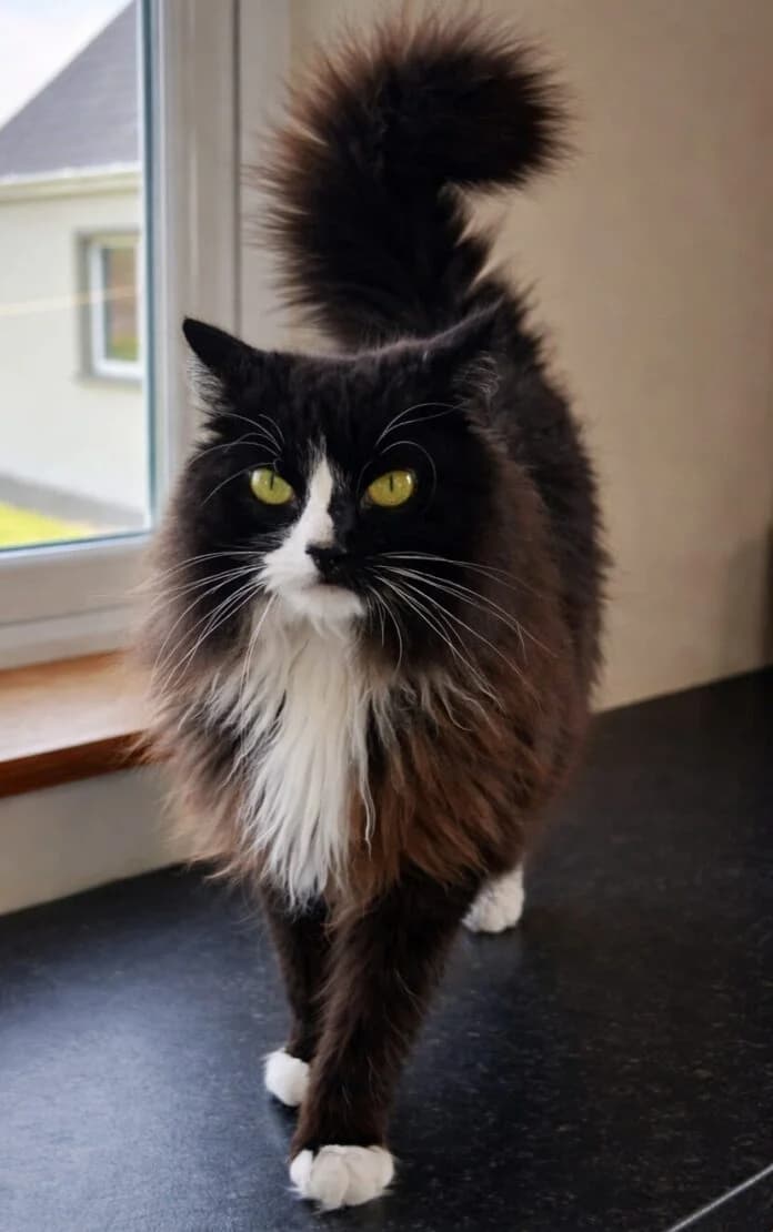 Tilly, female Mixed Breed for adoption at West Cork Animals