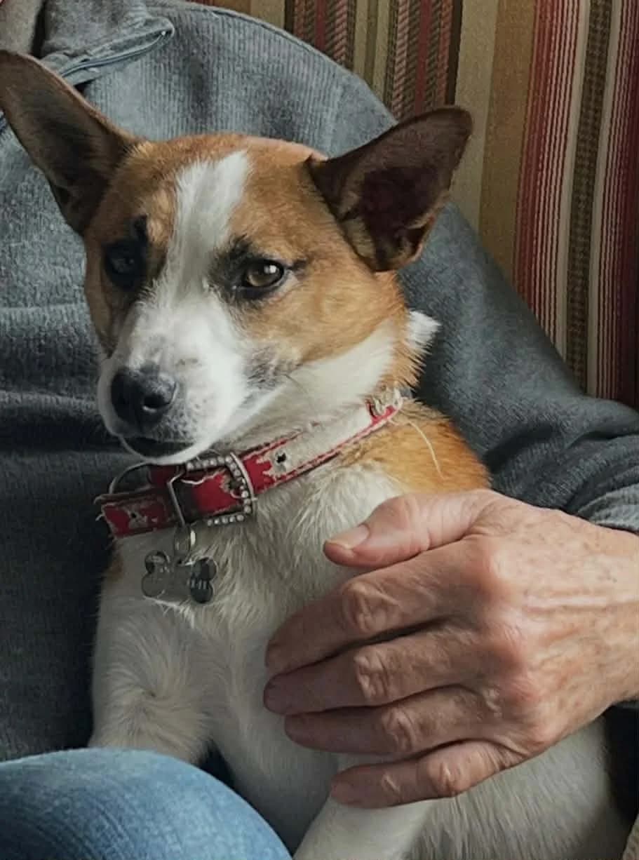 Tip, male Mixed Breed for adoption at West Cork Animals