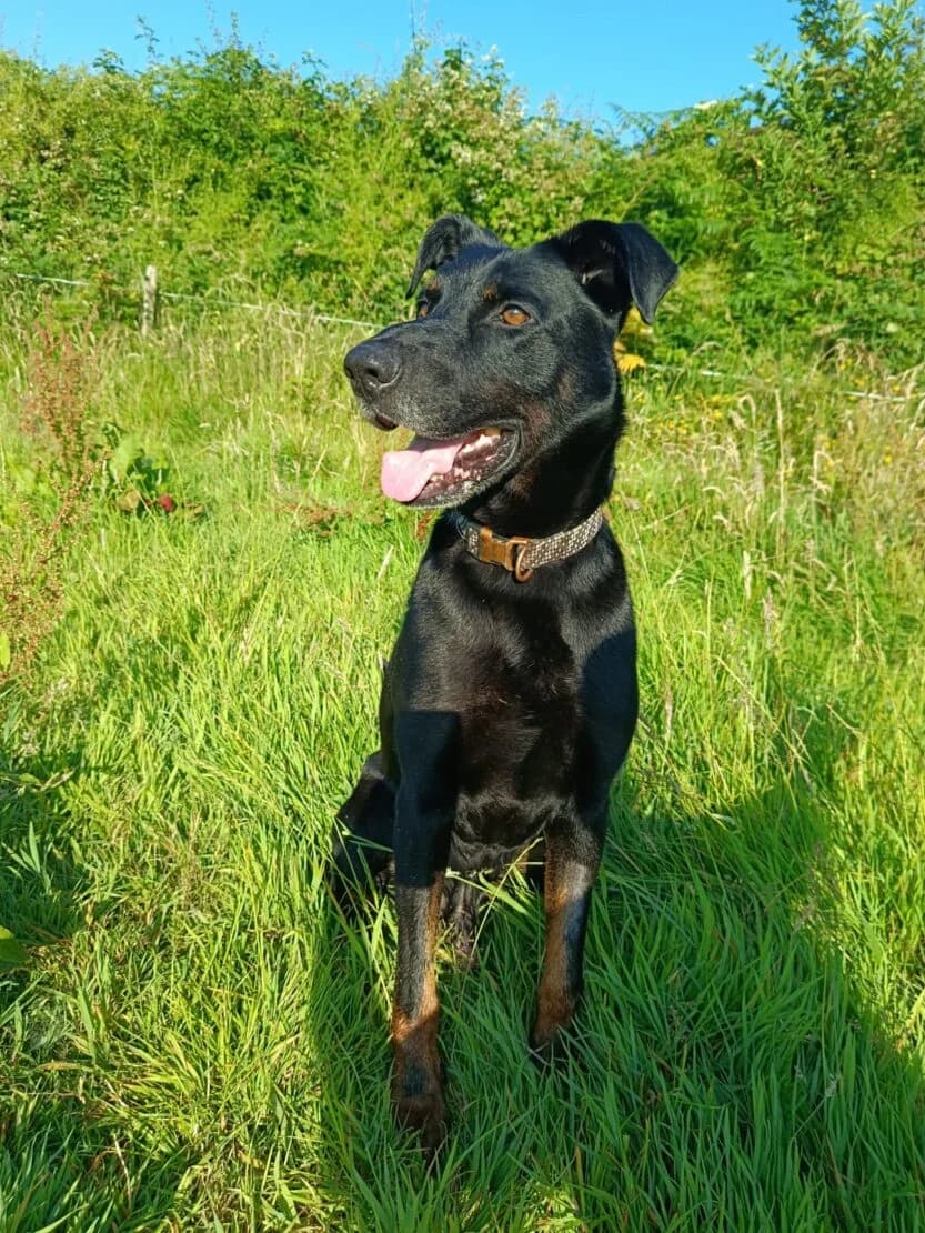 Vahli, female mixed breed for adoption at West Cork Animals, Cork