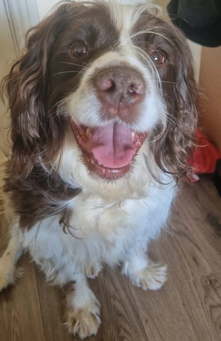 Wally, Mixed Breed (West Cork Animals)
