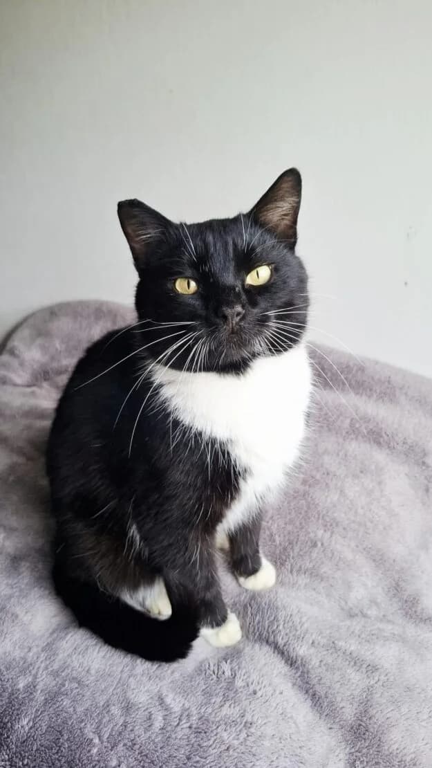 Wilson, male Mixed Breed for adoption at West Cork Animals