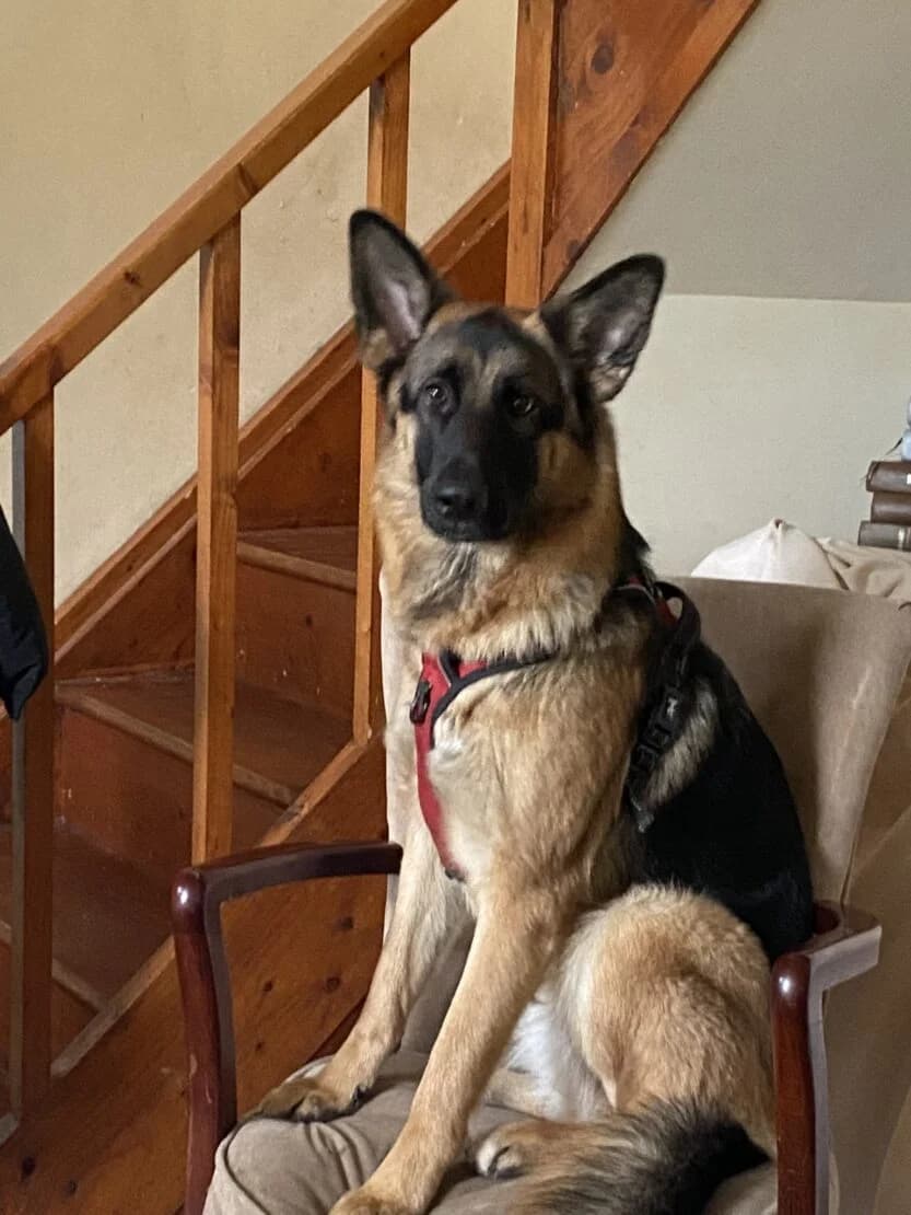 Xena, female Mixed Breed for adoption at West Cork Animals, Cork