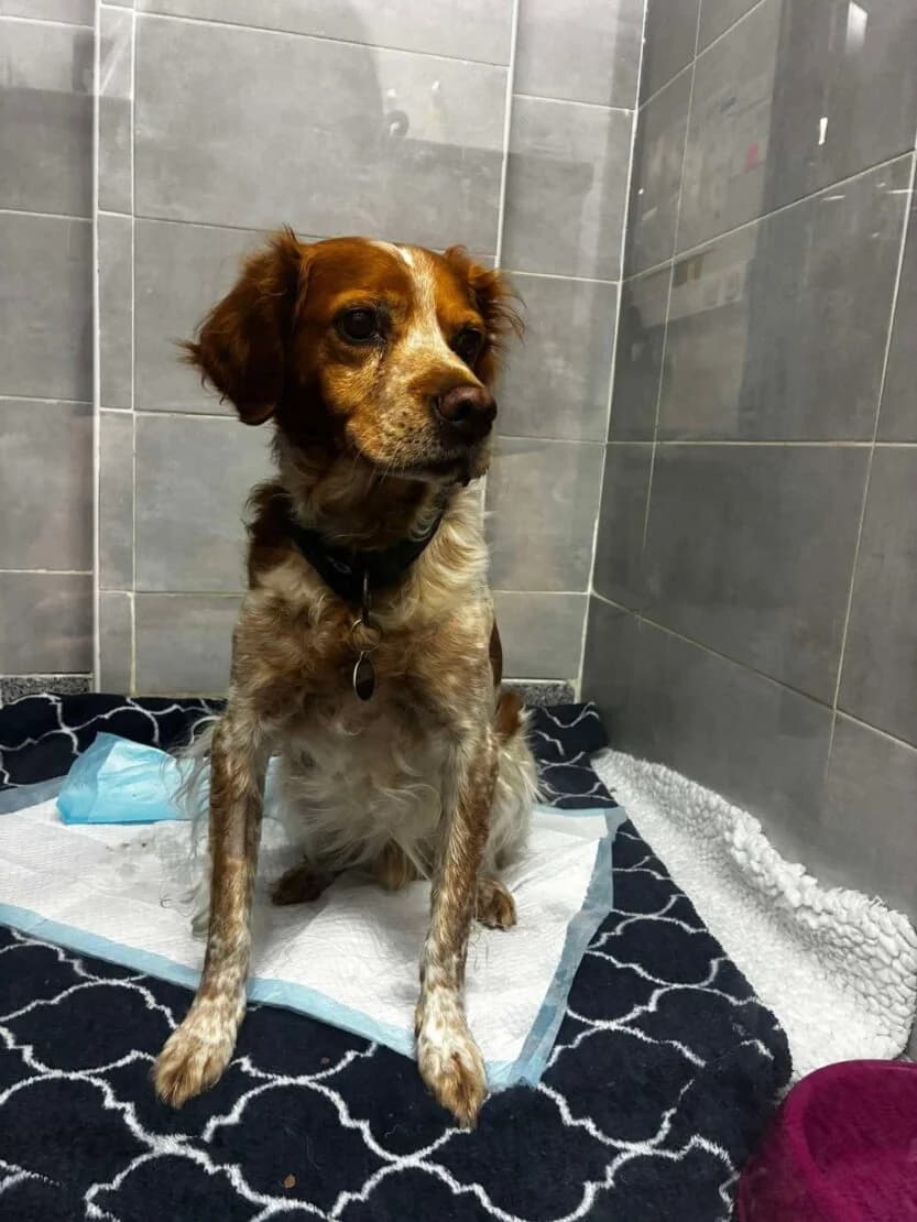 Zebo, male senior Mixed Breed for adoption at West Cork Animals, Cork