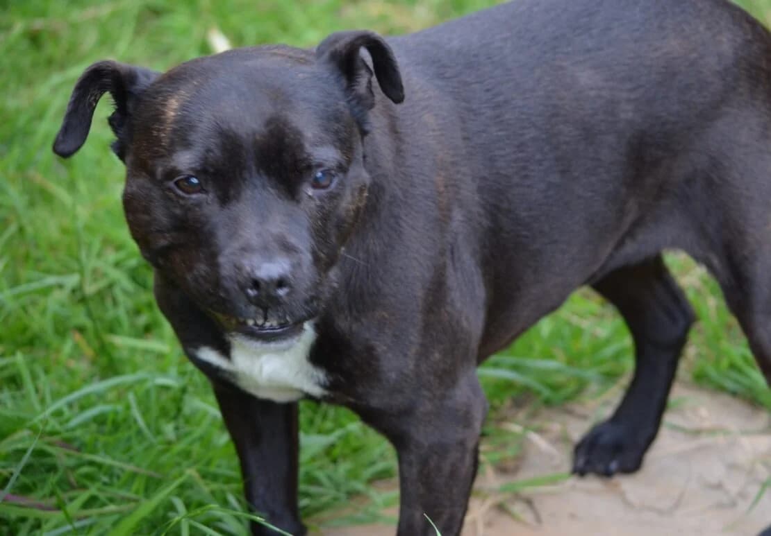 Zena, female Mixed Breed for adoption at West Cork Animals