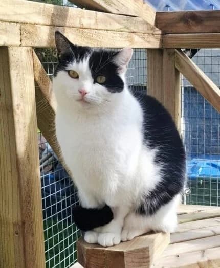 Zina, female Mixed Breed for adoption at West Cork Animals, Cork