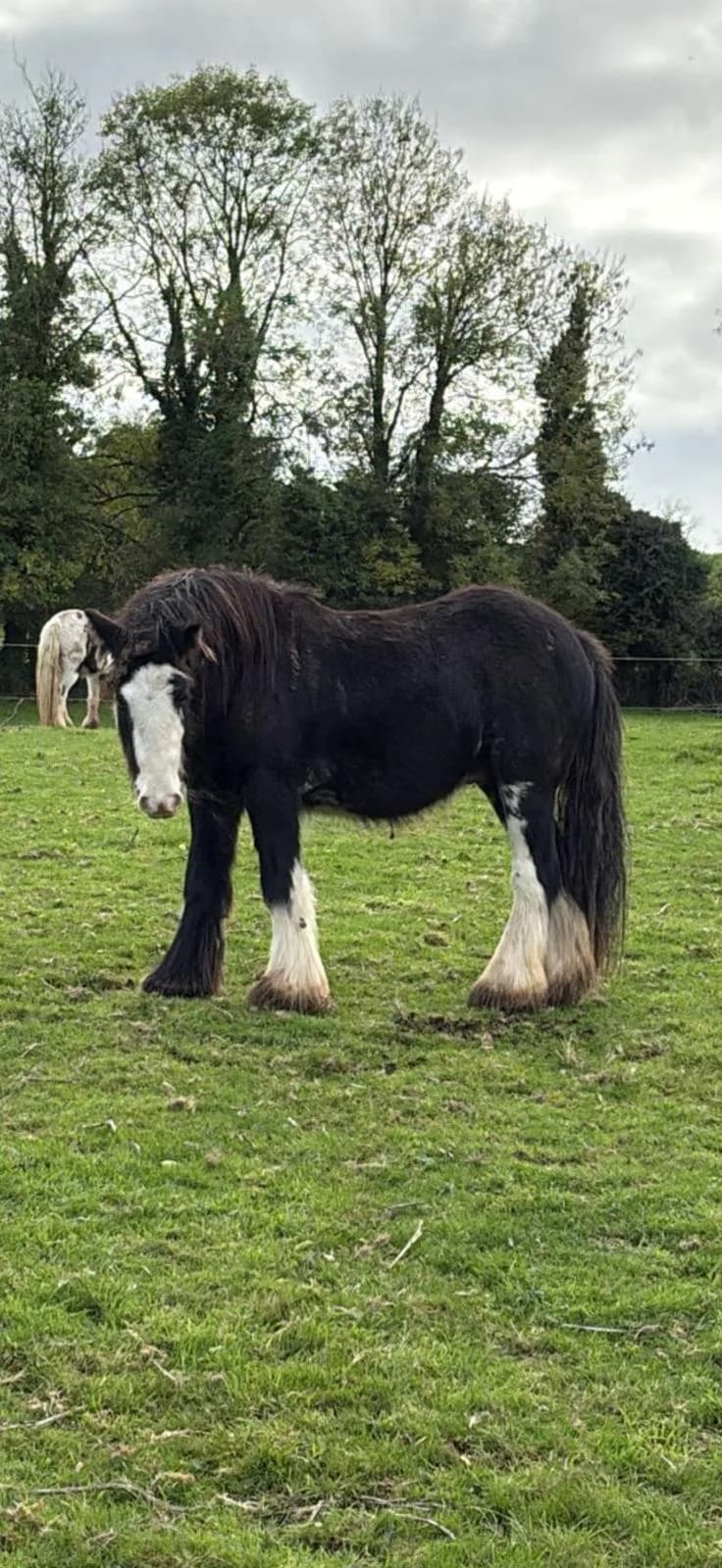 Podge, male mixed breed for adoption at Wexford SPCA