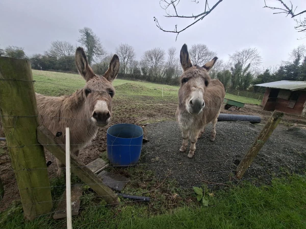 Two Beauties, female senior Mixed Breed for adoption at Wexford SPCA
