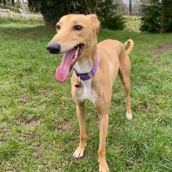 Jasper,  (ISPCA)