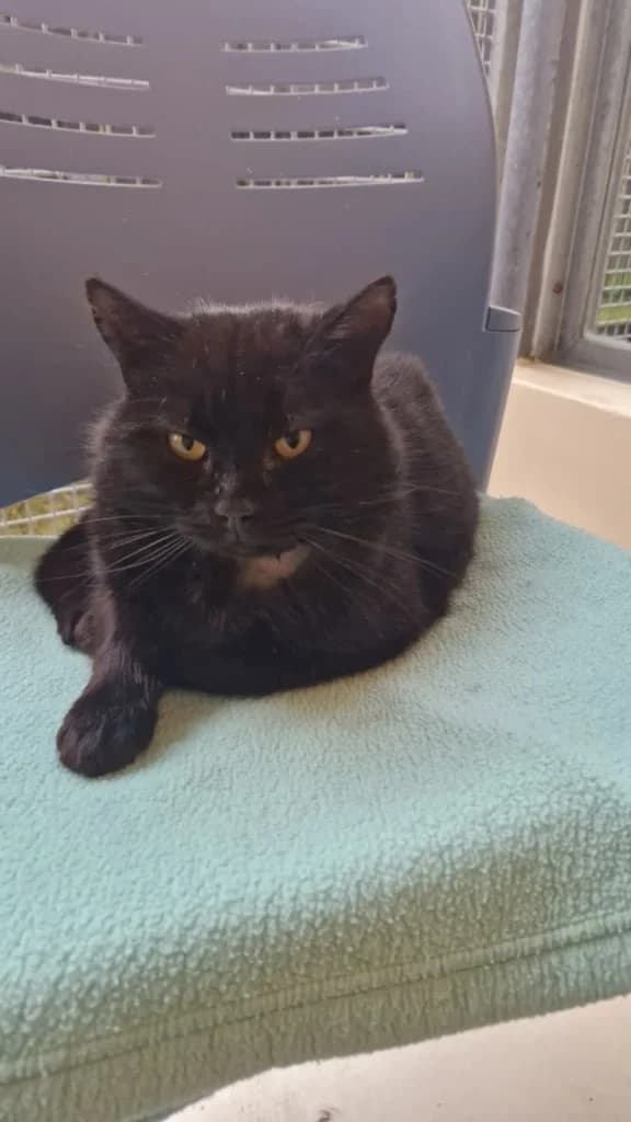 Jet, male 3yo mixed breed for adoption at ISPCA, Dublin