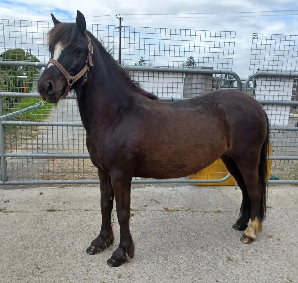 Lass, female senior mixed breed for adoption at ISPCA, Dublin